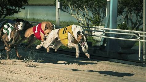 racing post greyhounds news|Greyhound Bet .
